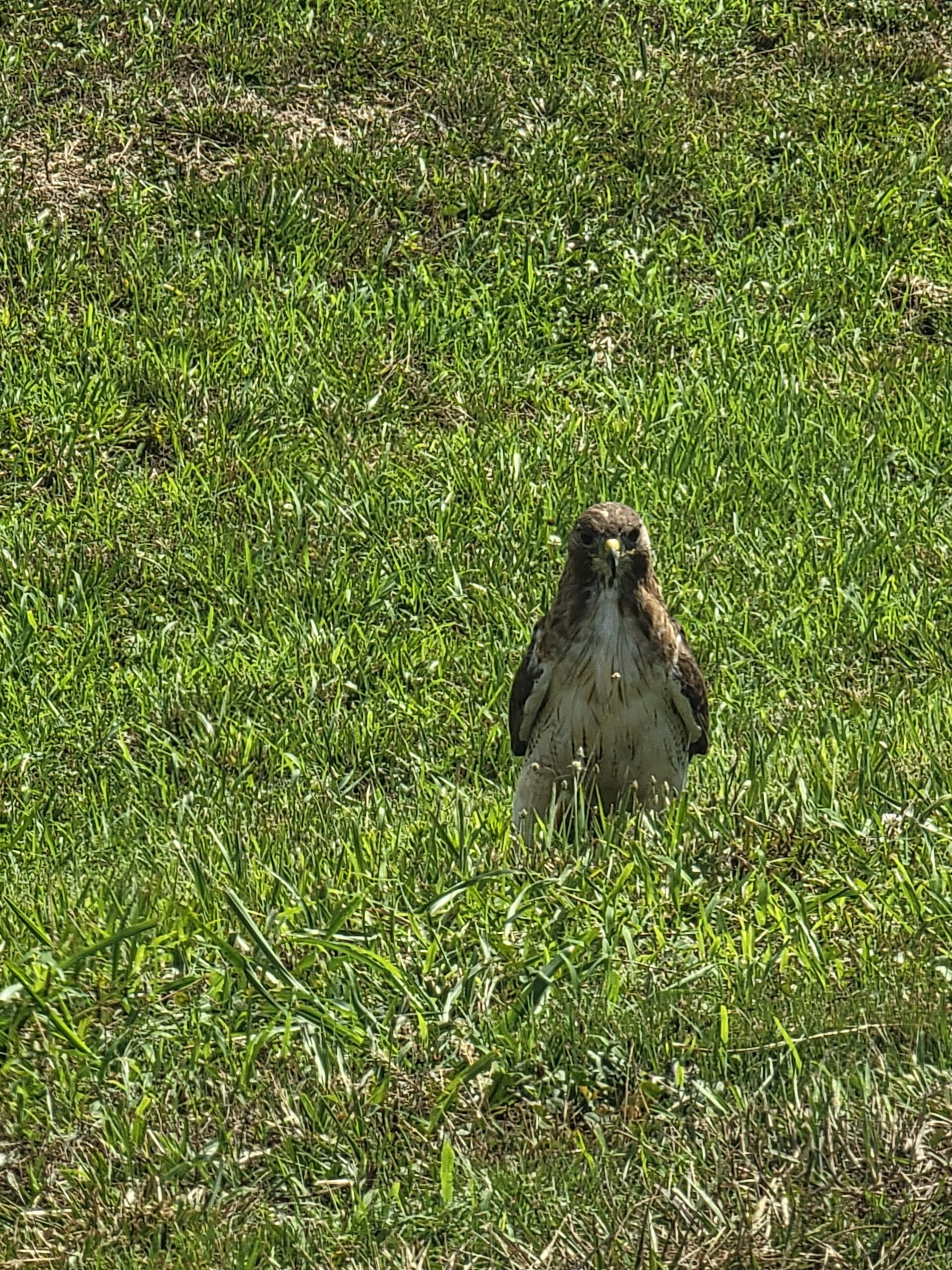 Hawk in the Field