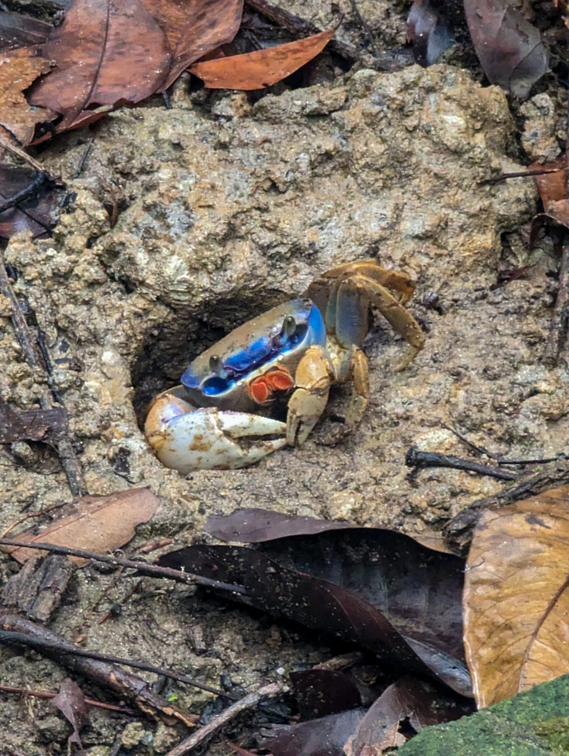 Costa Rican Crab